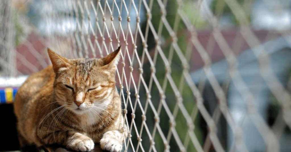 Affordable pets safety net services in hyderabad