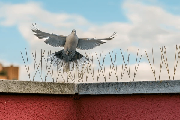 top and best birds spikes in hyderabad