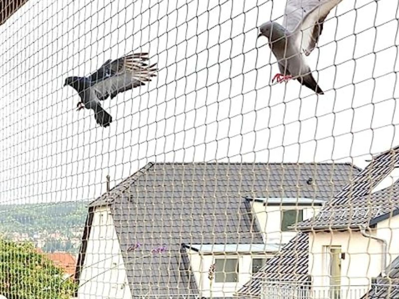 affordable pigeon safety nets in hyderabad near me