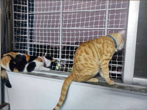 top and best pets safety nets in hyderabad near me
